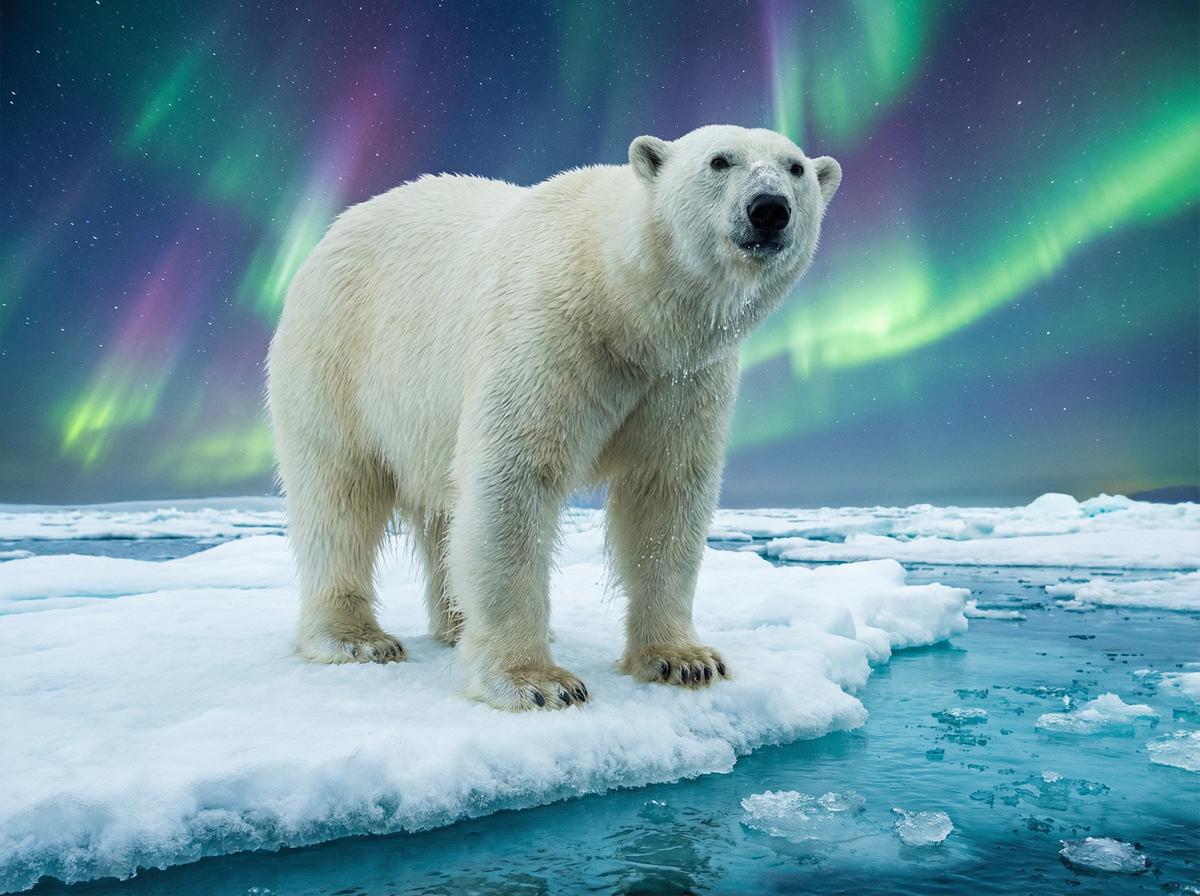 小马拉大车北极熊视频